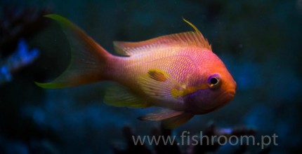 Anthias