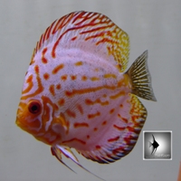 Pigeon blood blue II