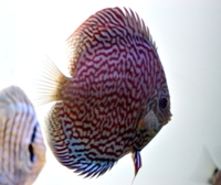 Turquesa starlight galaxy2