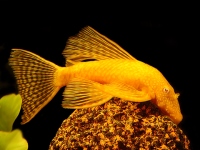 Ancistrus dourado véu