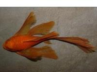 Ancistrus super red long fin