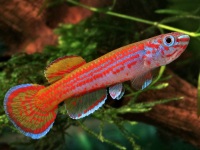 Aphyosemion striatum