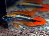 Apistogramma agassizi2