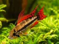 Apistogramma cacatuoides dbl red