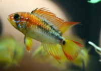 Apistogramma macmasteri