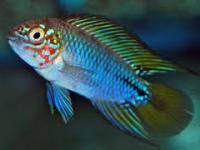 Apistogramma sp opal