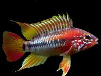 Apistogramma viejitaII