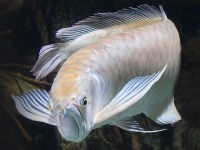 Arowana osteoglossum bicirrhosum3