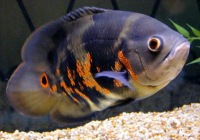 Astronotus ocellatus1
