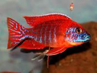 Aulonocara red rubin