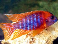 Aulunocara hasbaenschi