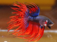 Betta crowntail