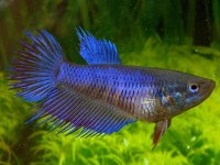 Betta crowntail f