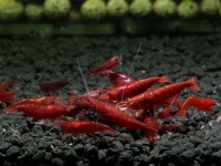 Caridina bloody mary