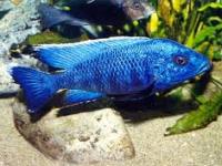 Copadichromis deep blue