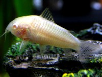 Corydora Albina