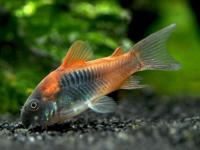 Corydoras Aeneus Venezuela