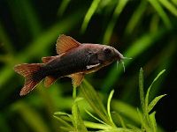Corydoras black venezuela