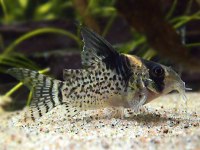 Corydoras melanistius