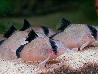 Corydoras metae