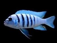 Cynotilapia afra white
