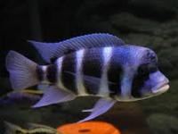Cyphotilapia frontosa