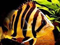 Datnoides microlepis