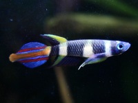 Epiplatys annulatus