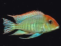 Geophagus redhead
