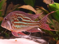 Geophagus winemilleri