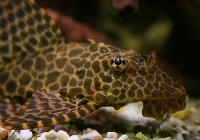 Glyptoperichthys gibbiceps