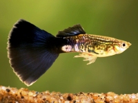 Guppy black cobra