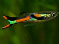Guppy endler