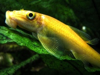Gyrinocheilus Aymonieri gold