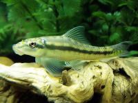 Gyrinocheilus aymonieri