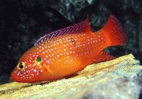 Hemichromis lifalili