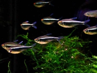 Hyphessobrycon herbertaxelrodi 