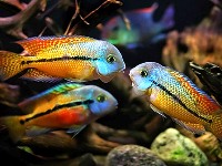 Hypsophrys nicaraguensis