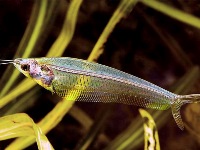 Kryptopterus Bicirrhis