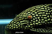 L330 Panaque nigrolineatus