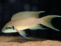 Lamprologus brichiardi