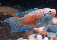 Macropodus opercularis