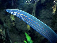 Mastacembelus erythrotaenia