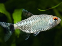 Moenkhausia sanctaefilomenae