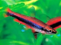 Nannostomus beckfordi