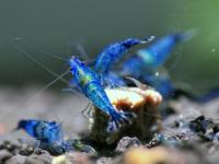 Neocaridina blue rili