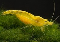 Neocaridina heteropoda yellow
