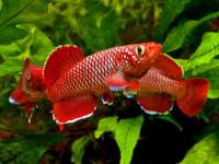 Nothobranchius korthausae red