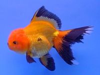 Oranda