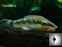 Otocinclus